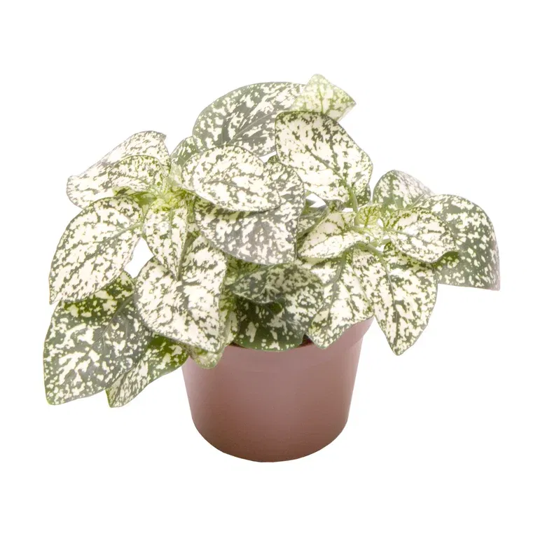 Hypoestes phyllostachya 'White' mini