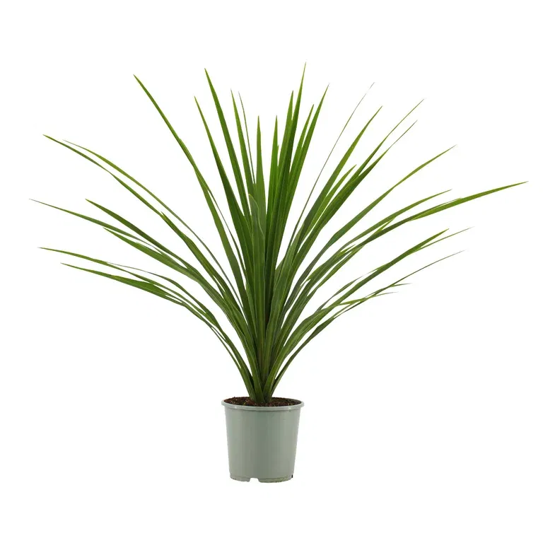 Cordyline 'Verde'