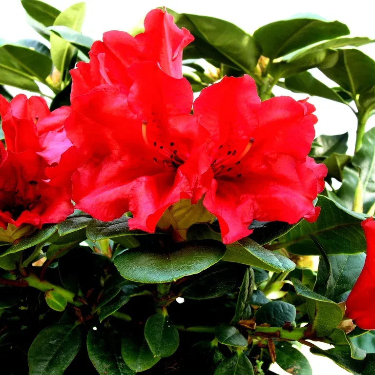 Rododendron 'Scarlet Wonder'