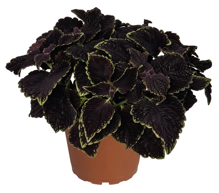 Praktspragle 'Abbey Road'