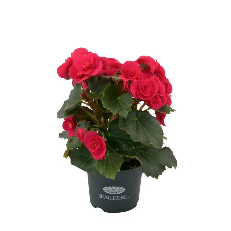 Begonia 'Belove Cherry'