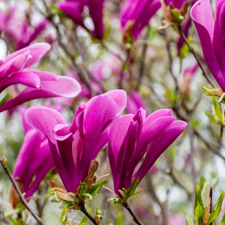 Magnolia 'Susan' på stamme