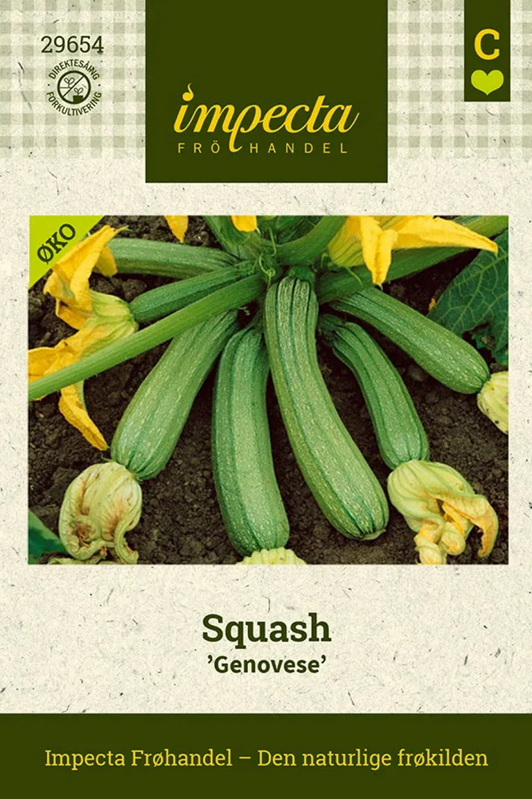 Squash 'Genovese'