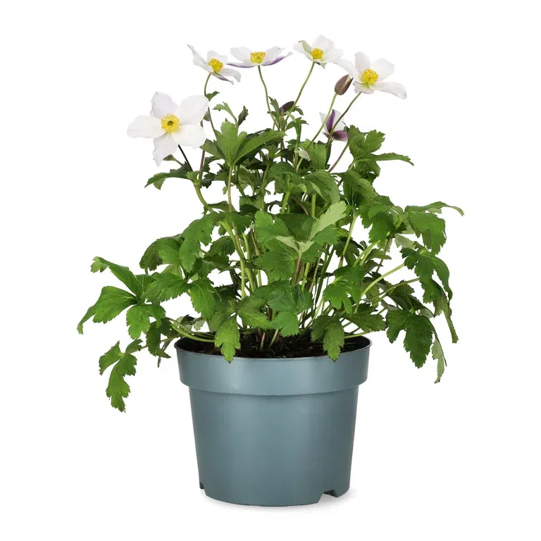 Høstanemone WILD SWAN