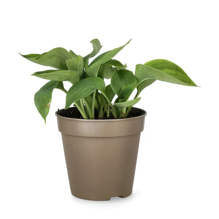 Bladlilje 'Abiqua Drinking Gourd'