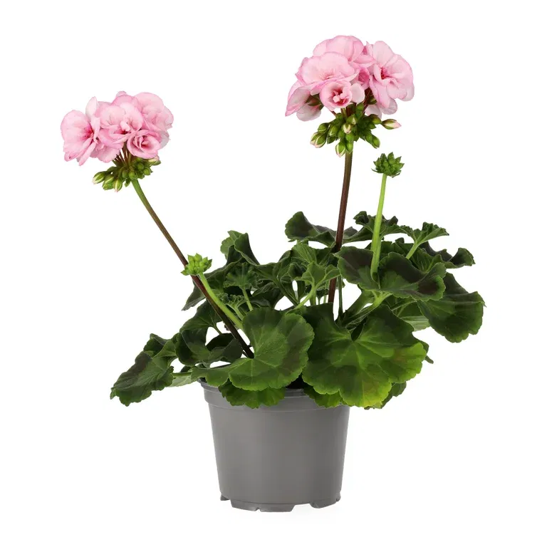 Pelargonia 'Estelle'