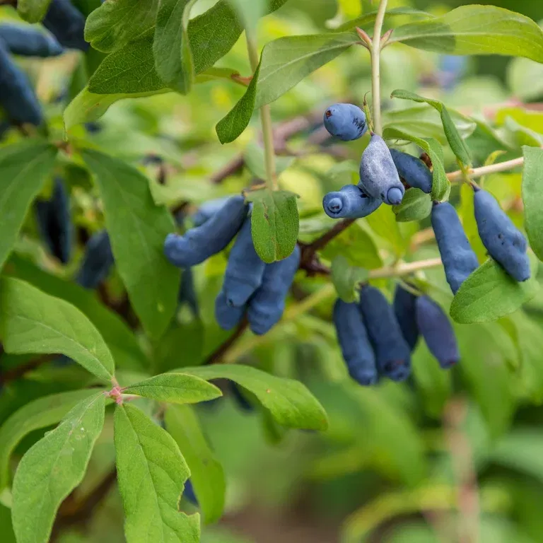 Honningbær 'Balalaika'