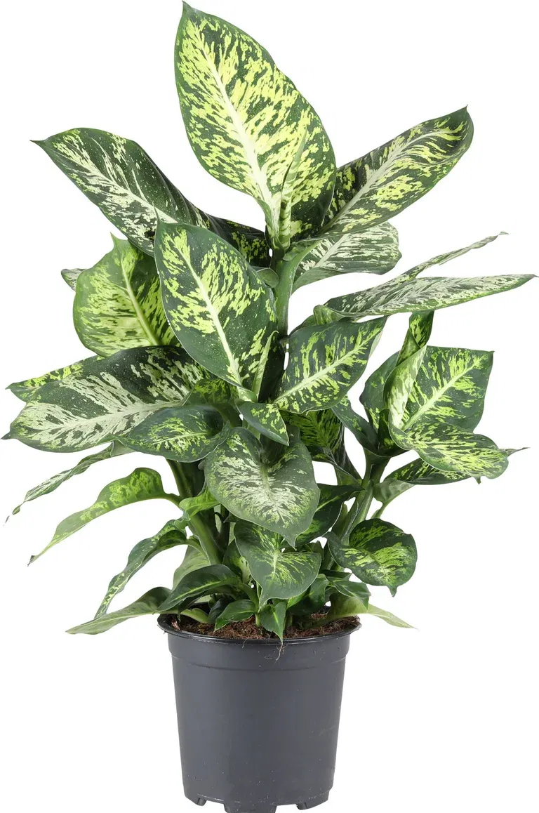 Dieffenbachia 'Mars'