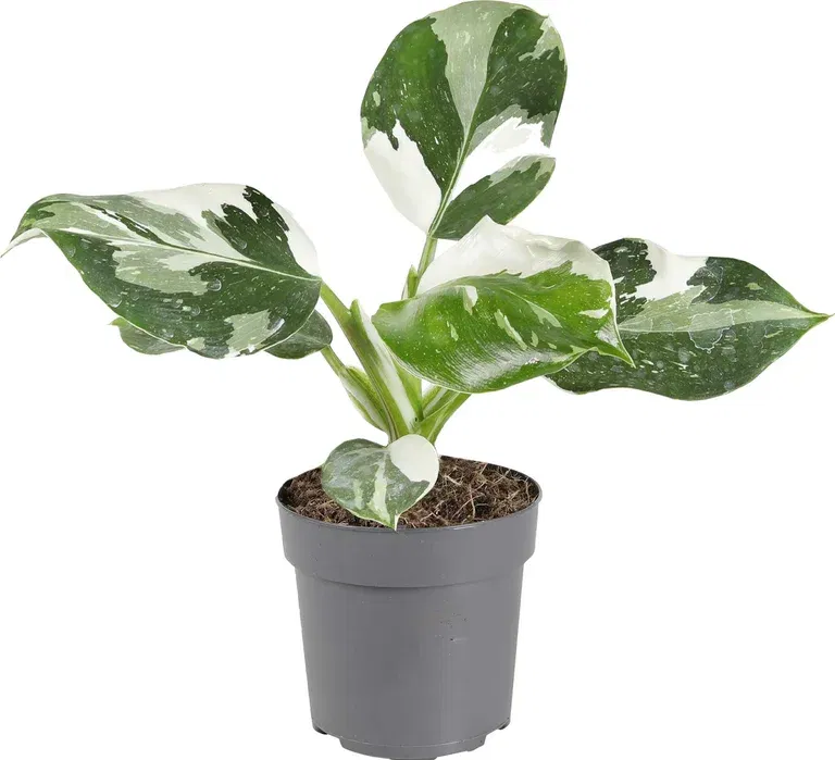 Philodendron 'White Wizard'