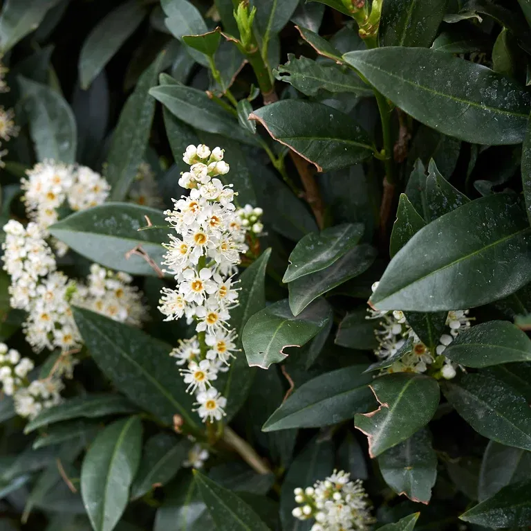 Laurbærhegg 'Otto Luyken'