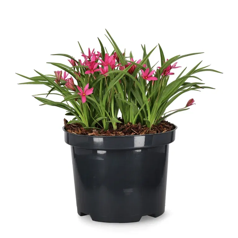 Rhodoxis 'Fairytale'