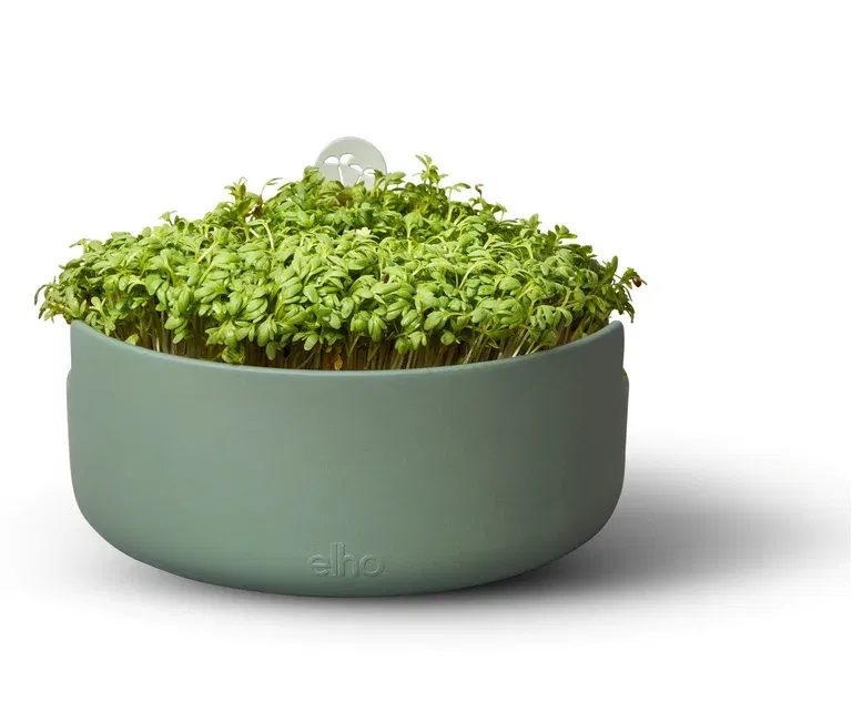 Spireskål Magic microgreens