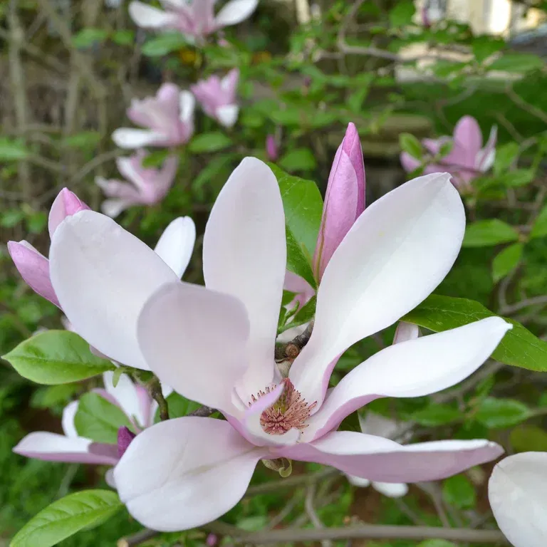 Magnolia 'George Henry Kern'