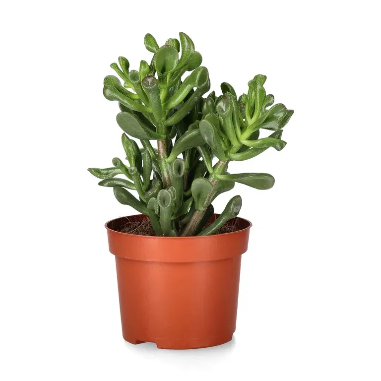 Crassula trompet sukkulentplante