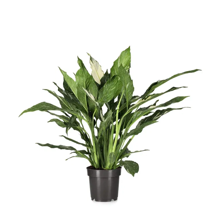 Fredslilje 'Diamond'