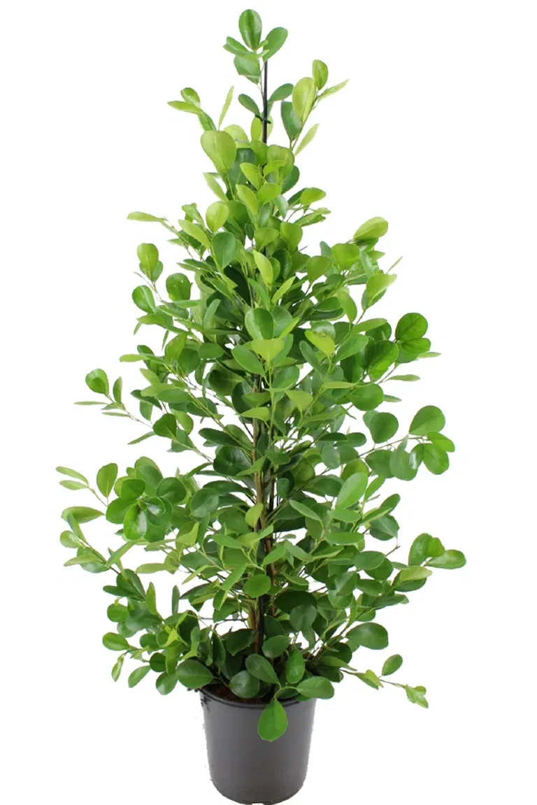 Ficus microcarpa 'Moclame'