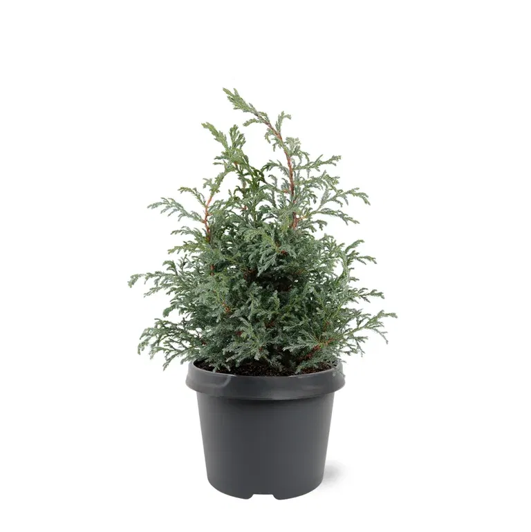 Nålesypress 'Baby Blue' 