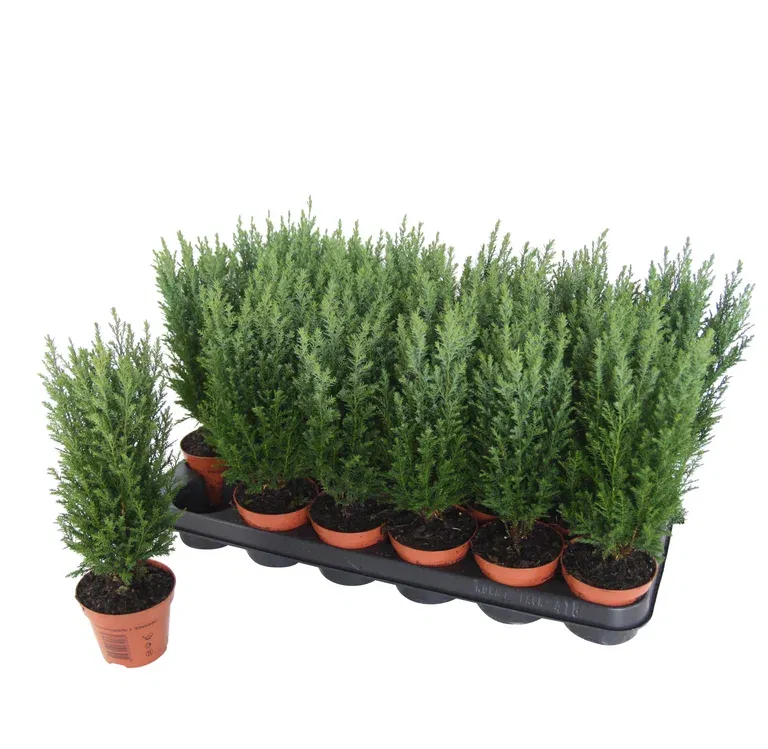 Lawsonsypress 'Ellwoodii'