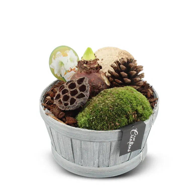 Amaryllis i sinkskål