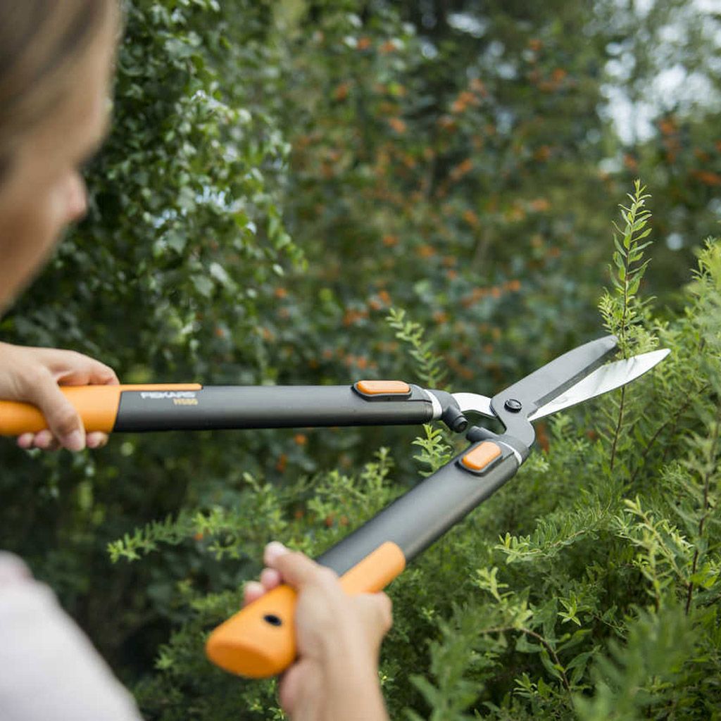 Image of Beskjæring 30%