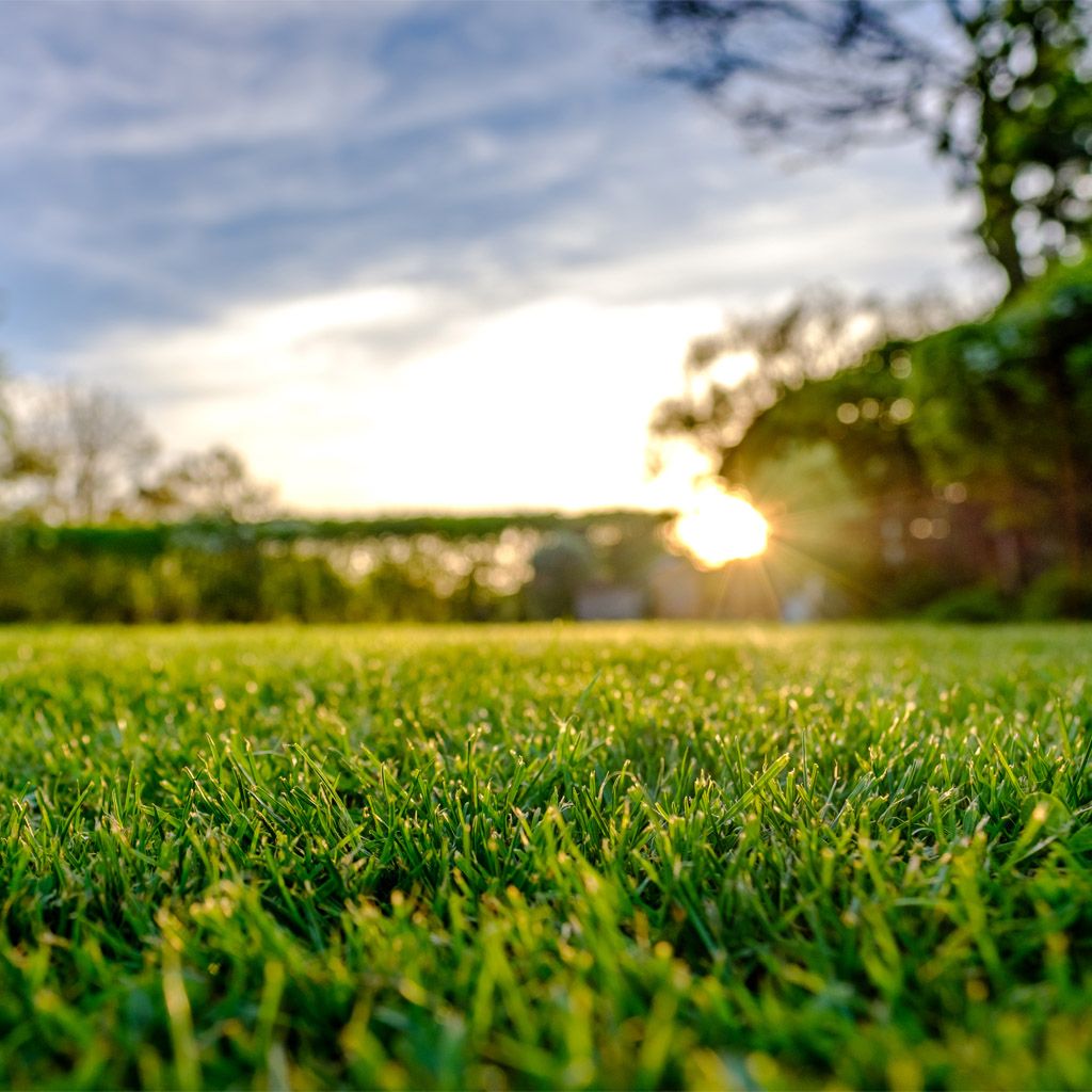 Image of Tilbud: Alt til plenen