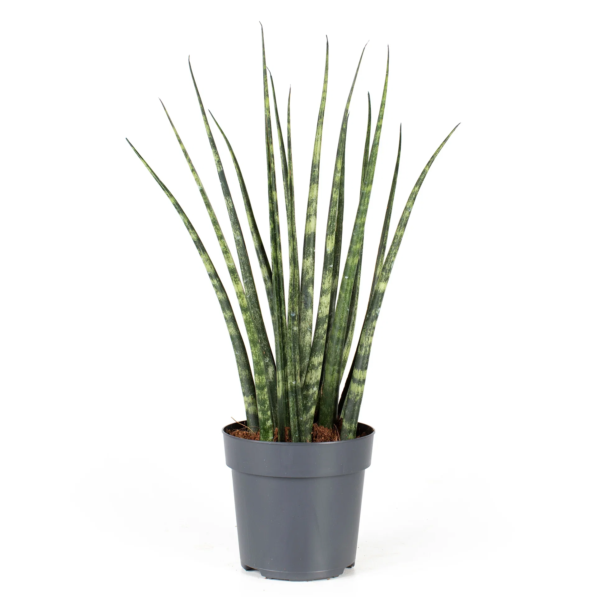 Sansevieria ‘Fernwood’