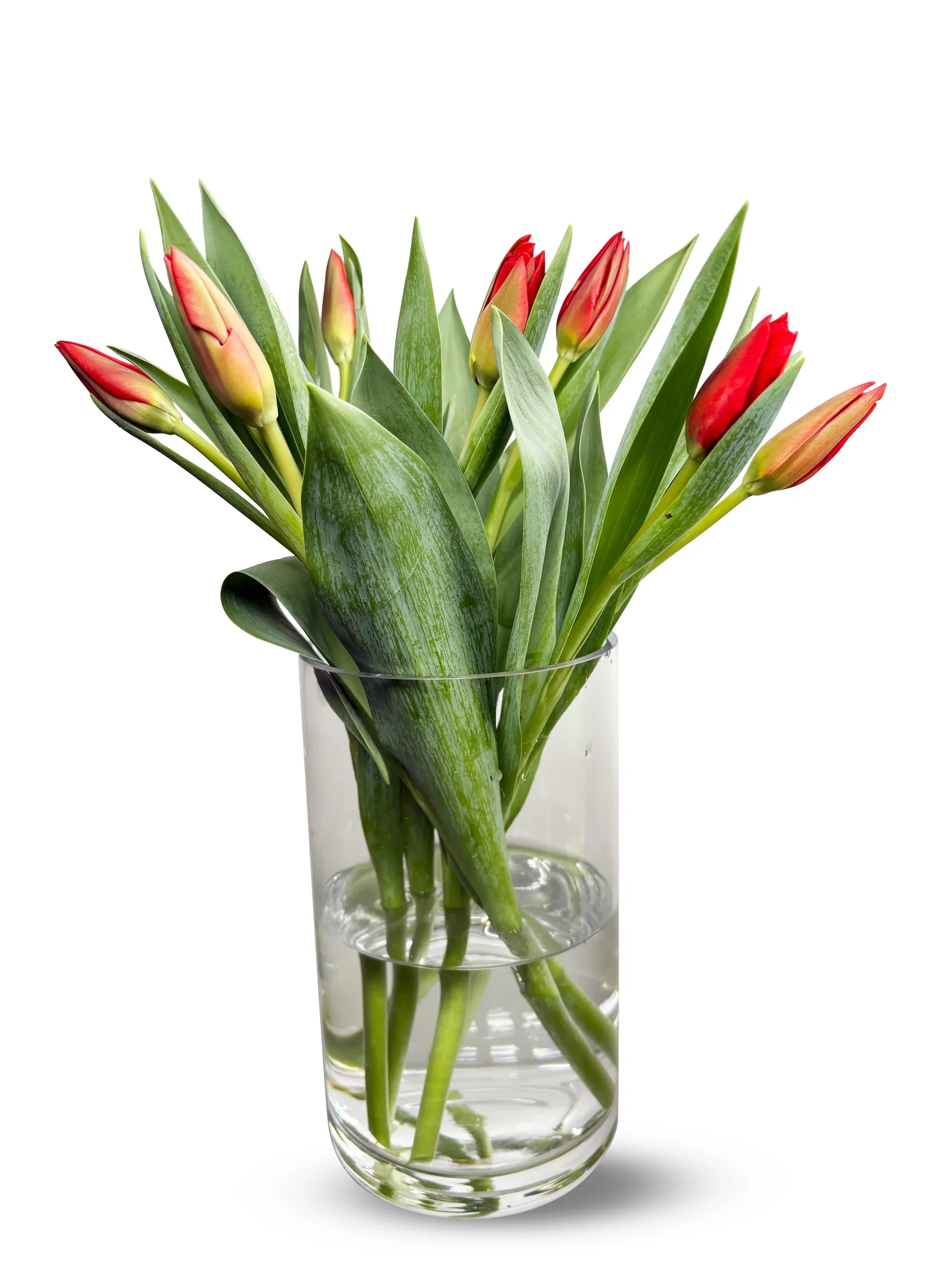 Tulipaner 7pk