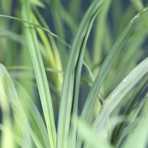 Staudehirse 'Cheyenne Sky'