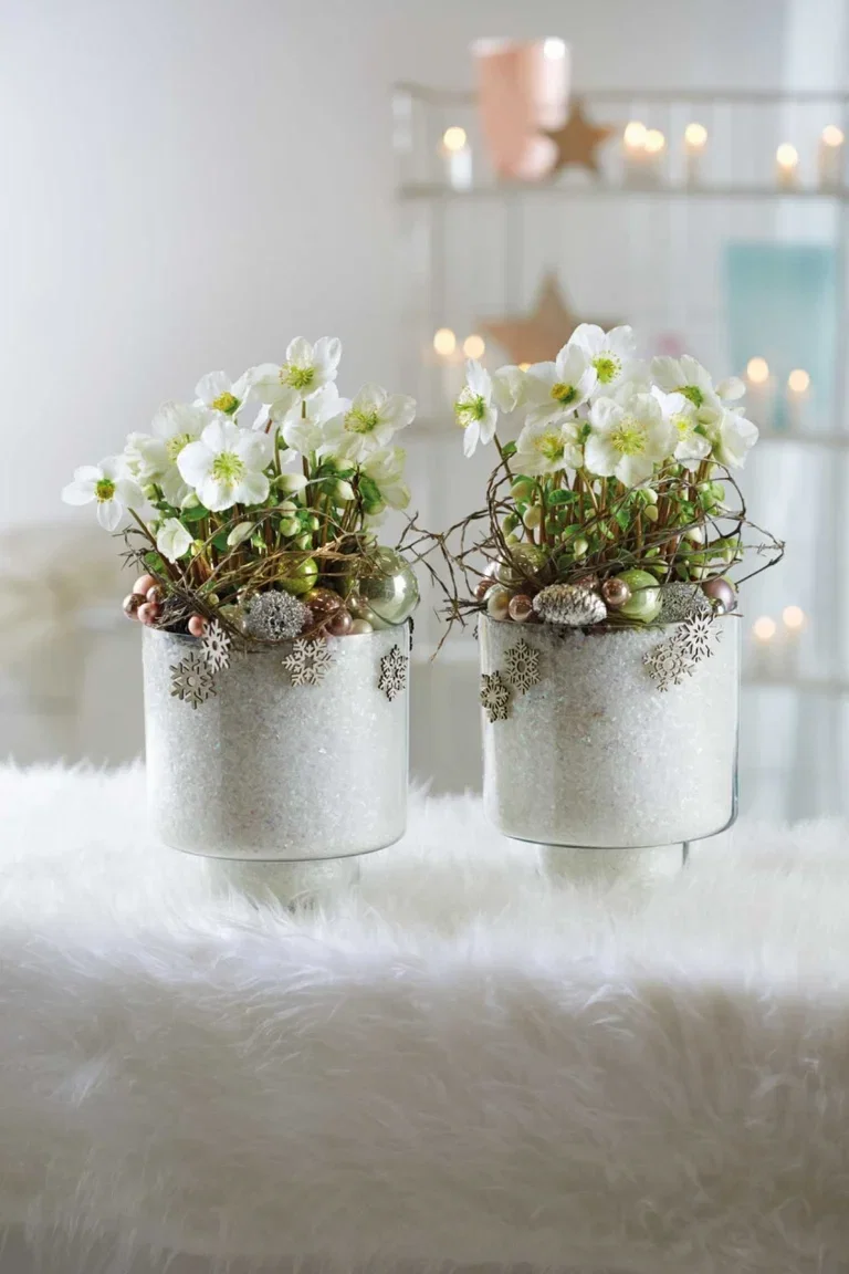 Hvit julerose 'Verboom Beauty'