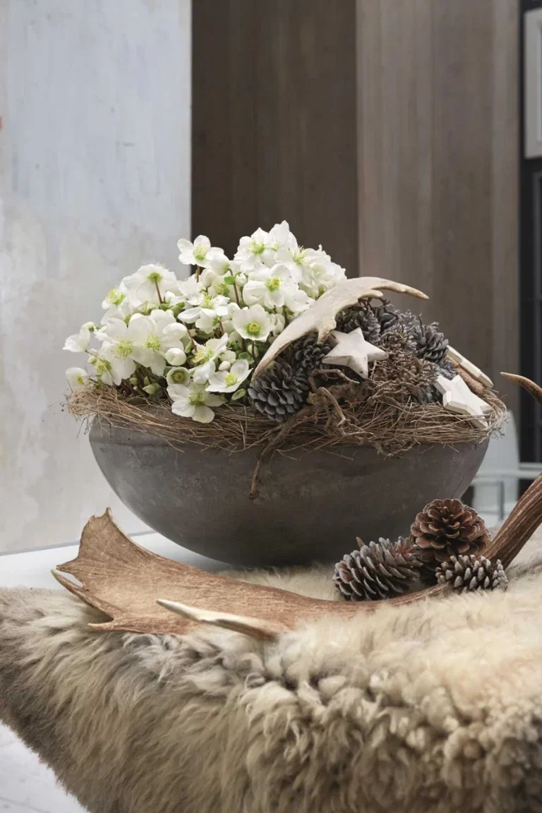 Hvit julerose 'Verboom Beauty'