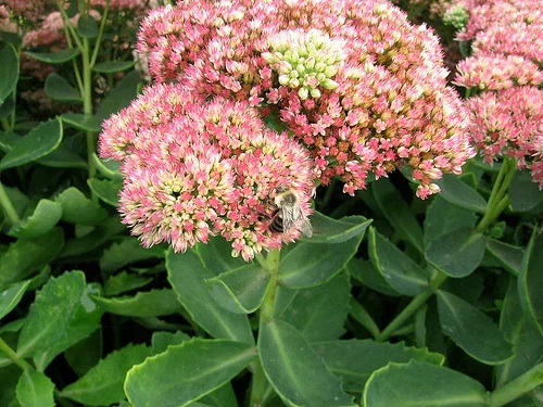 Hagesmørbukk 'Herbstfreude'