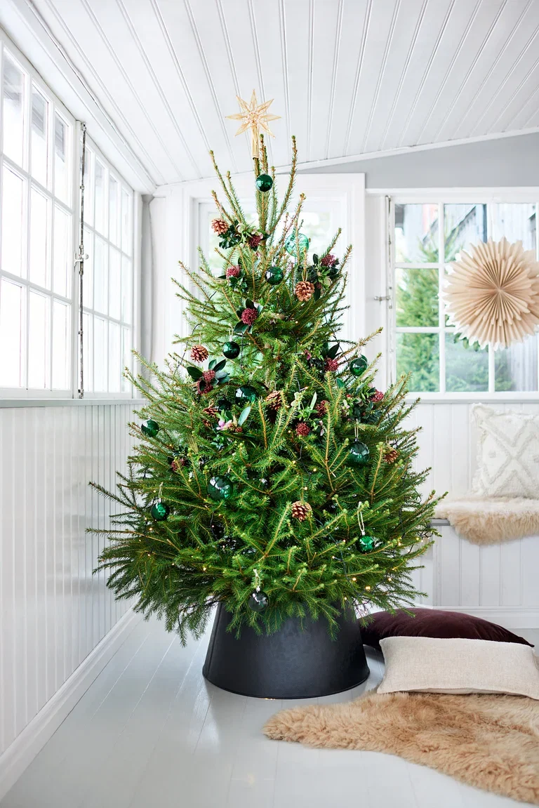 Vanlig gran 170-220cm