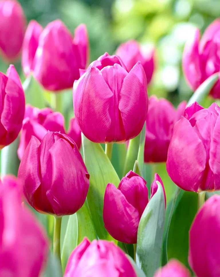 Tulipan 'Purple Prince'