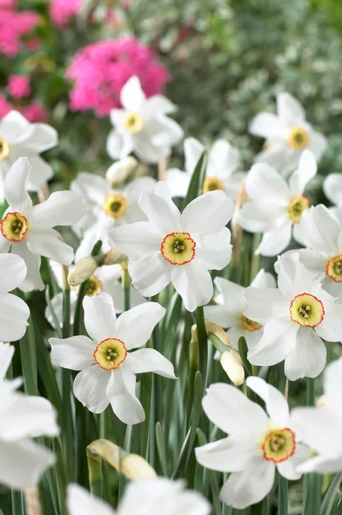 Pinselilje 'Recurves'