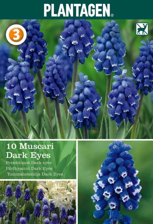 Perleblomst 'Dark Eyes'