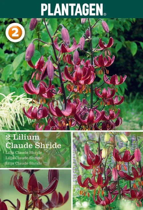 Martagonlilje 'Claude Shride'
