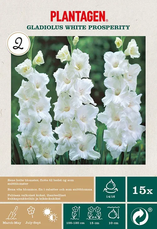 Gladiol 'White Prosperity’