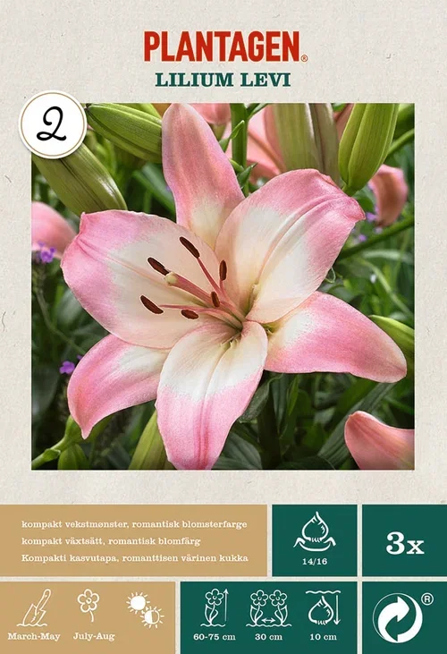 Lilje Lilium Asiatic ‘Lollypop’