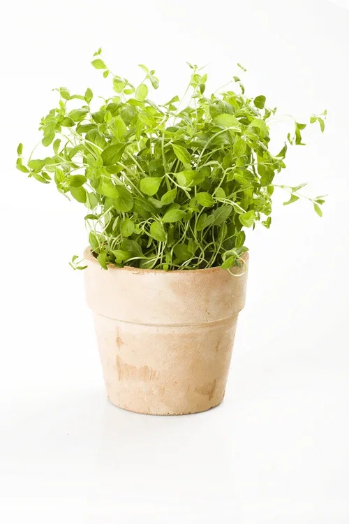 Oregano