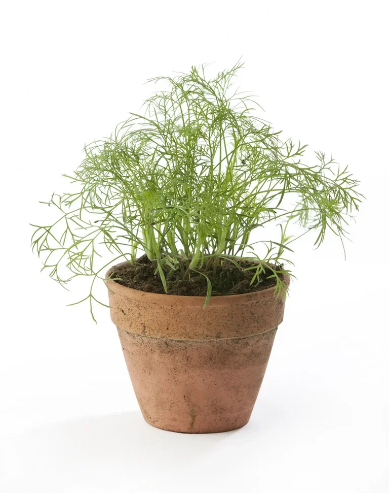 Dill