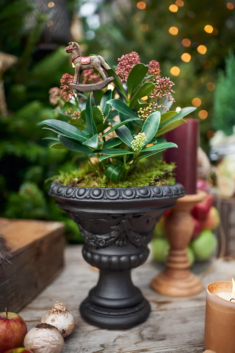 Skimmia japonica 'Rubella'