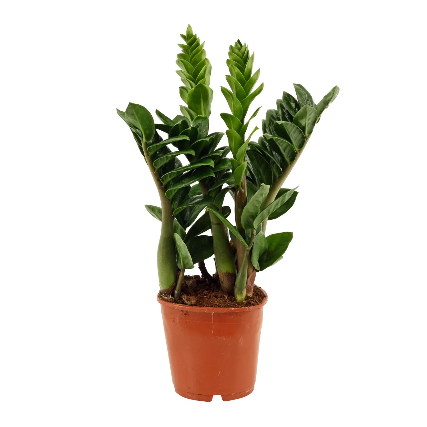 Smaragdpalme ‘Zenzi’