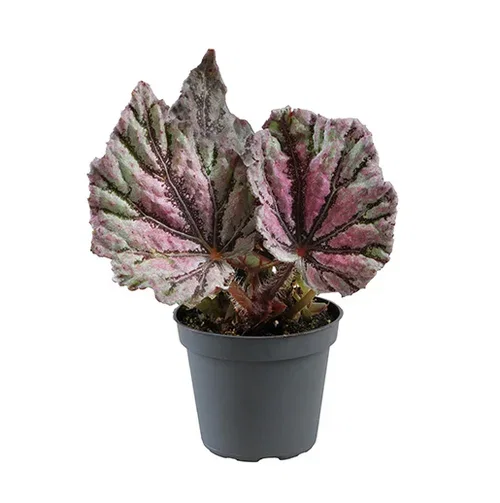 Rexbegonia mini mix