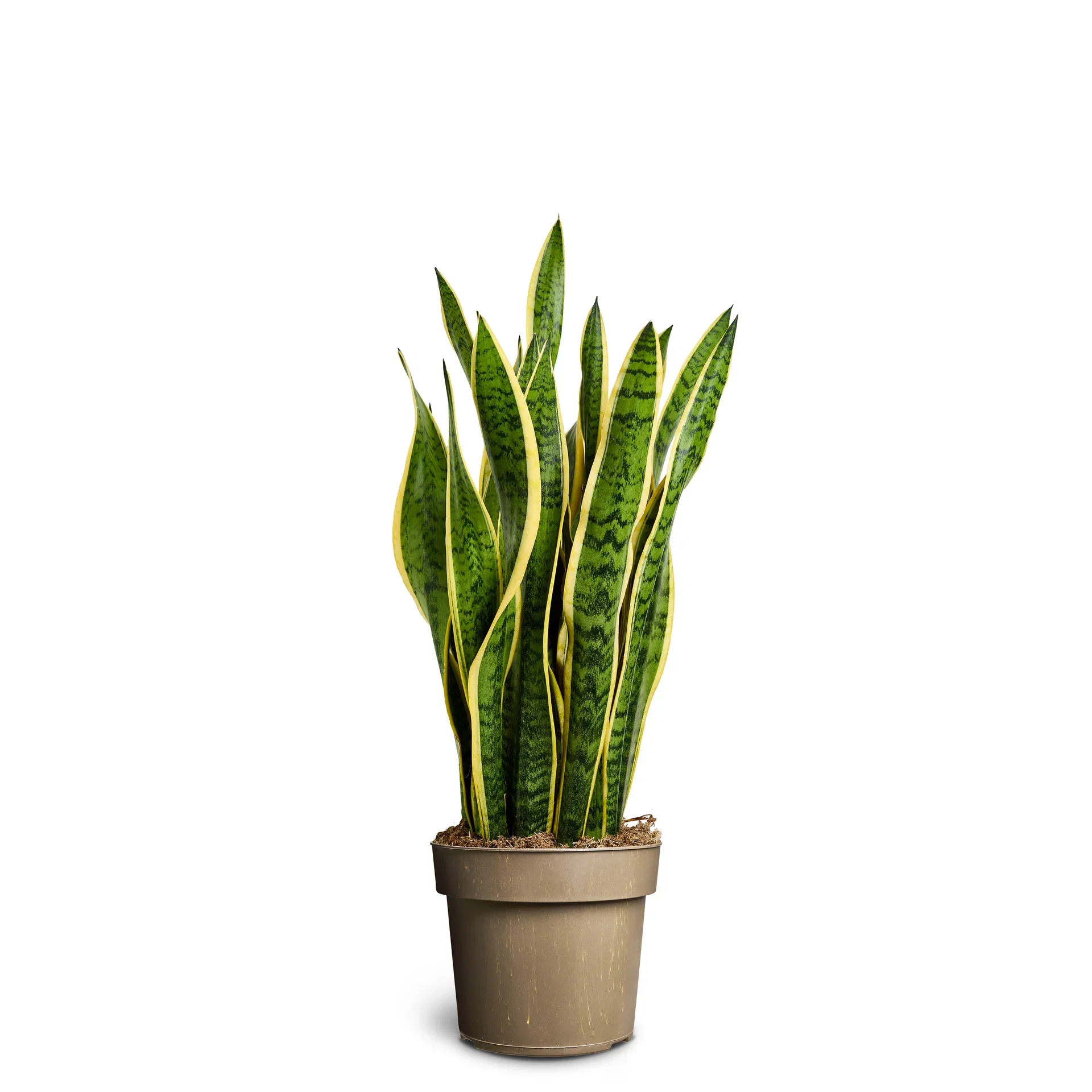 Svigermorstunge 'Laurentii'