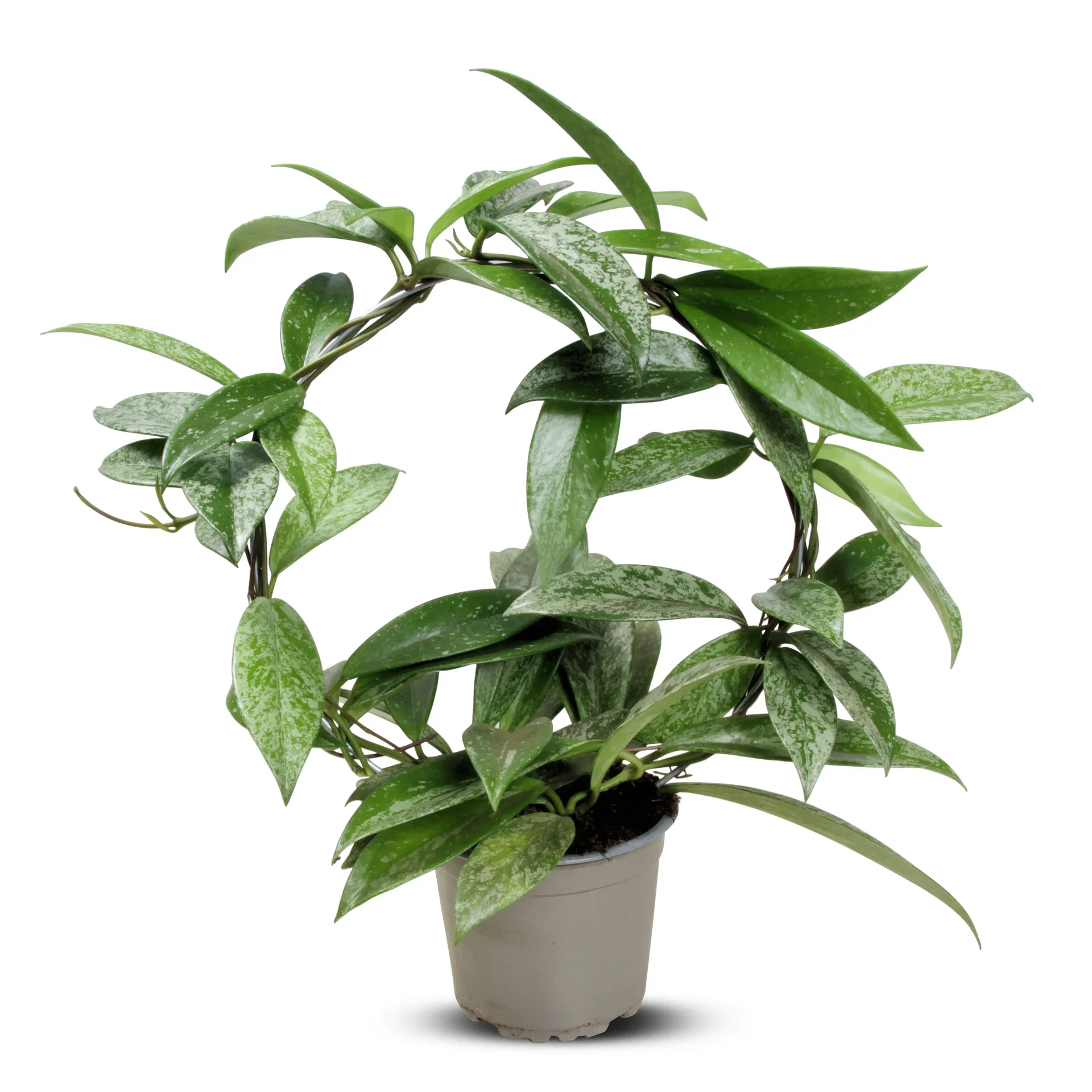 Porselensplante ‘Silverspots’ på bøyle