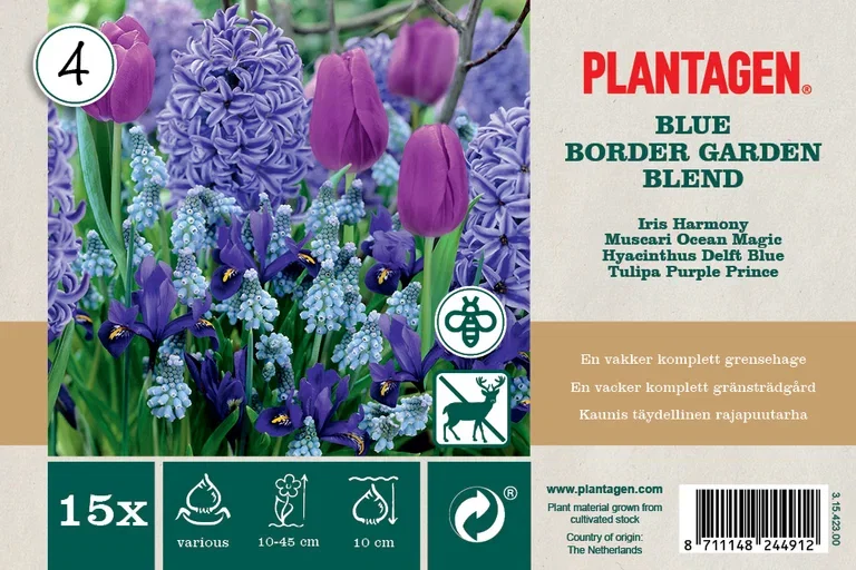 Blomsterløk miks 'Blue Blend' - 15 stk