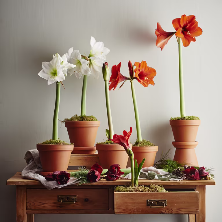 Amaryllis – fakta og råd om stell