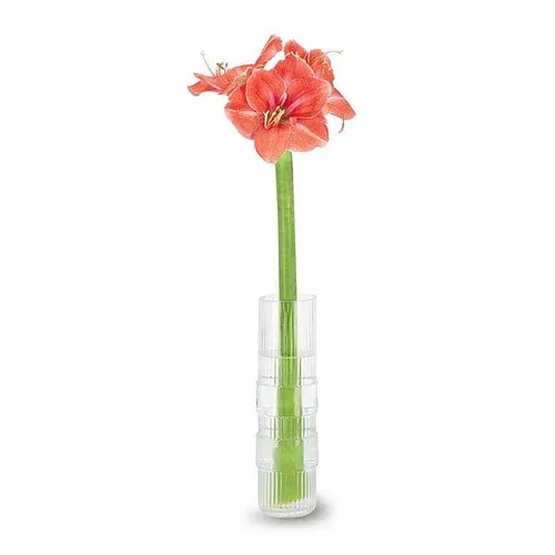 Amaryllis laks