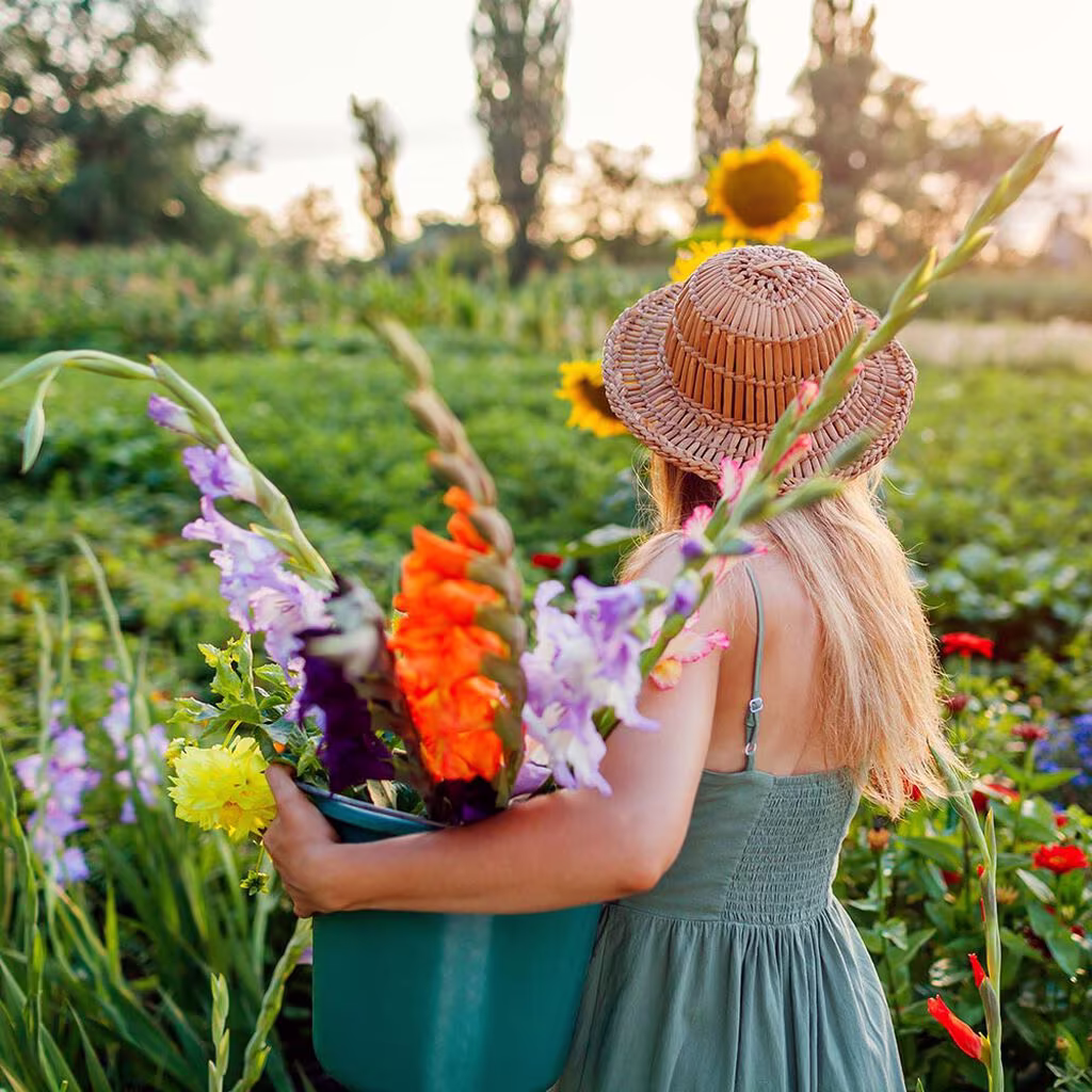 Dyrk dine egne snittblomster