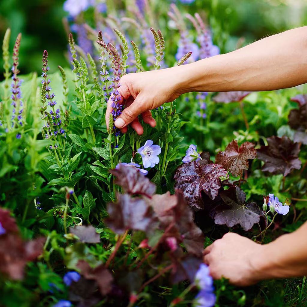 Stauder i bed og potter – planting og stell